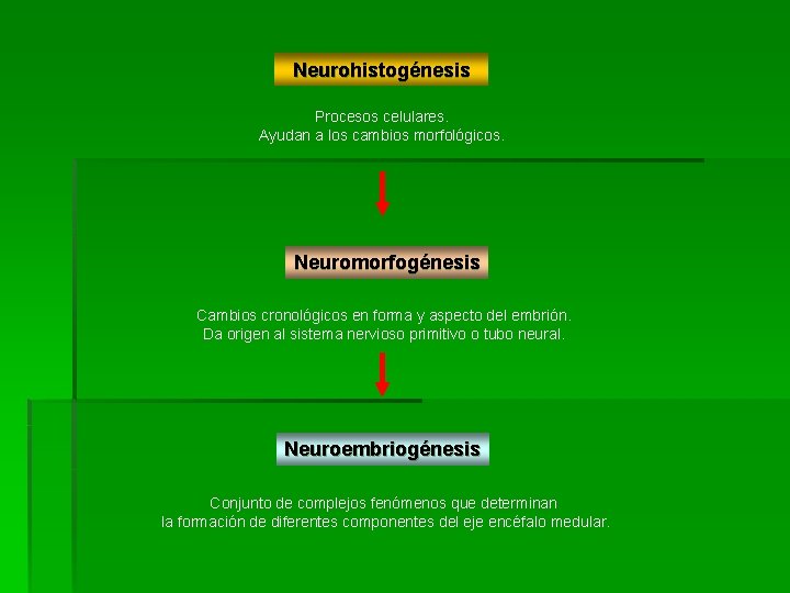 Neurohistogénesis Procesos celulares. Ayudan a los cambios morfológicos. Neuromorfogénesis Cambios cronológicos en forma y