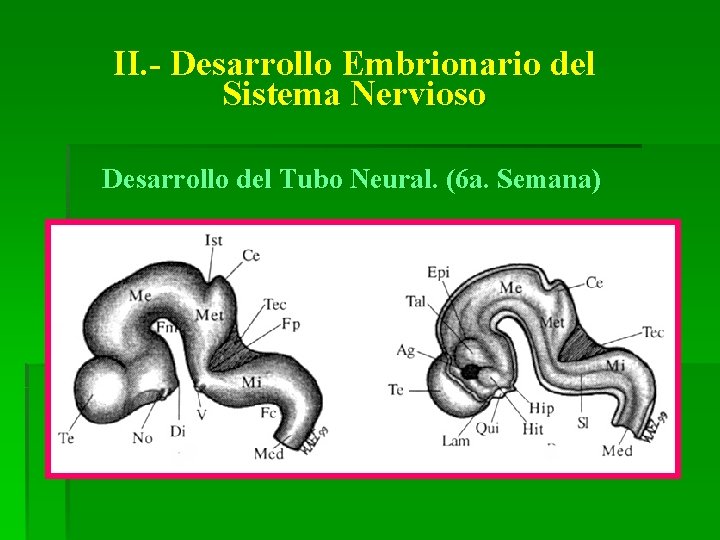 II. - Desarrollo Embrionario del Sistema Nervioso Desarrollo del Tubo Neural. (6 a. Semana)