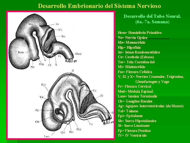 Desarrollo Embrionario del Sistema Nervioso Desarrollo del Tubo Neural. (6 a. -7 a. Semana)