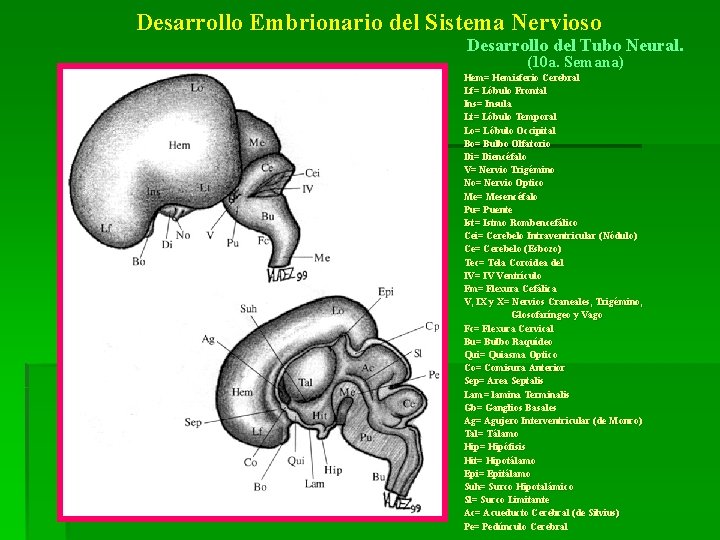 Desarrollo Embrionario del Sistema Nervioso Desarrollo del Tubo Neural. (10 a. Semana) d Hem=