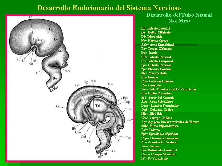 Desarrollo Embrionario del Sistema Nervioso Desarrollo del Tubo Neural (4 o. Mes) Lf= Lóbulo