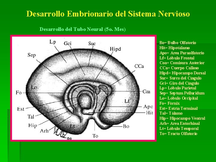 Desarrollo Embrionario del Sistema Nervioso Desarrollo del Tubo Neural (5 o. Mes) Bo= Bulbo