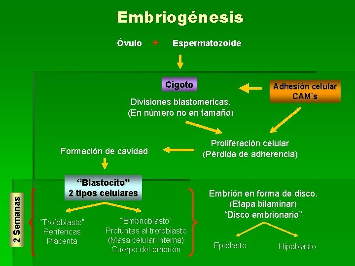 Embriogénesis Óvulo + Espermatozoide Cigoto Divisiones blastomericas. (En número no en tamaño) 2 Semanas