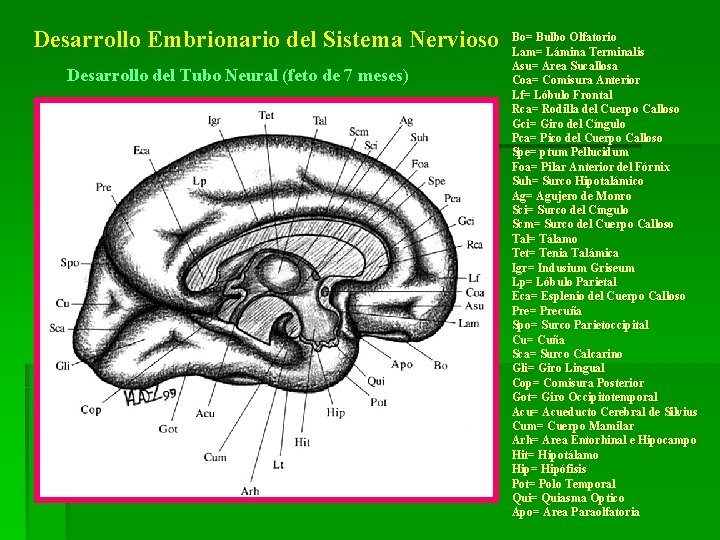 Desarrollo Embrionario del Sistema Nervioso Desarrollo del Tubo Neural (feto de 7 meses) Bo=