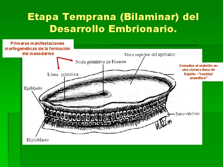 Etapa Temprana (Bilaminar) del Desarrollo Embrionario. Primeras manifestaciones morfogenéticas de la formación del mesodermo