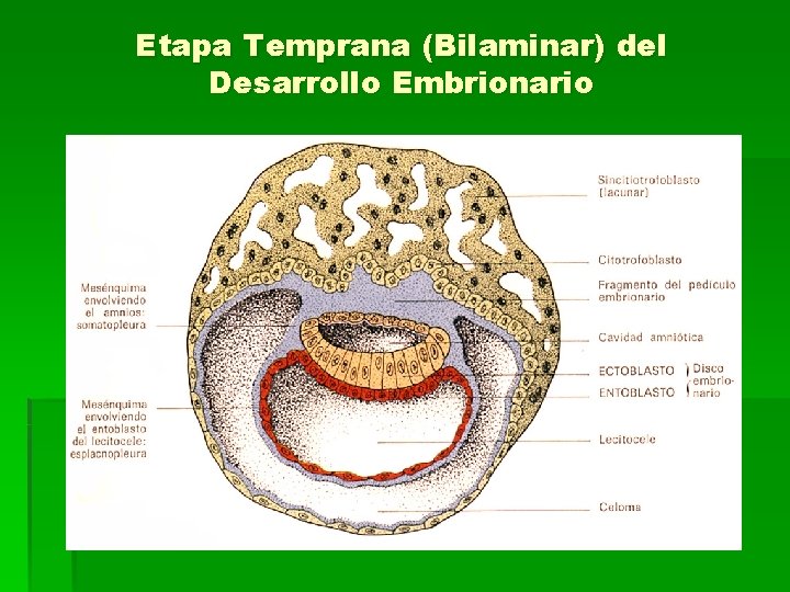 Etapa Temprana (Bilaminar) del Desarrollo Embrionario 