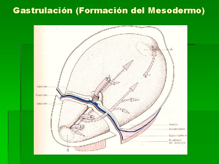 Gastrulación (Formación del Mesodermo) 