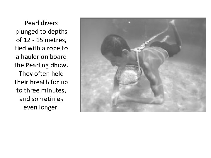 Pearl divers plunged to depths of 12 - 15 metres, tied with a rope