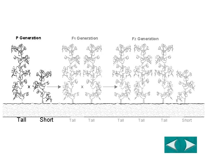 Principles of Dominance Section 11 -1 P Generation Tall Go to Section: Short F