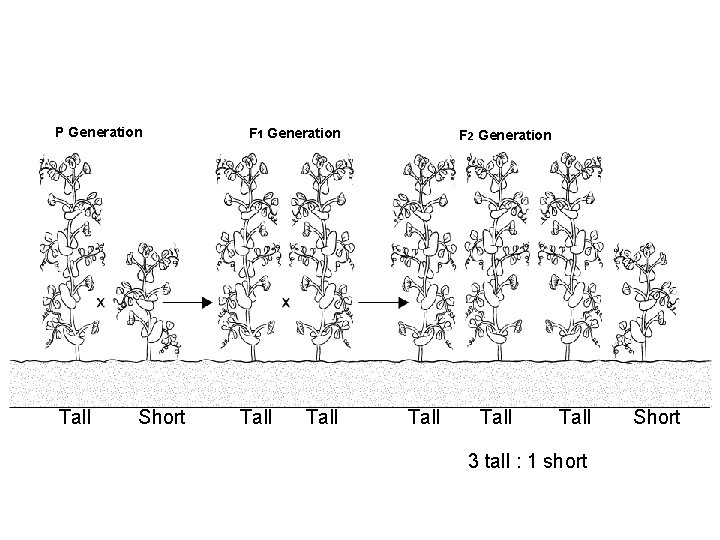 Principles of Dominance Section 11 -1 P Generation Tall Short F 1 Generation Tall