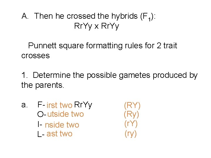  A. Then he crossed the hybrids (F 1): Rr. Yy x Rr. Yy