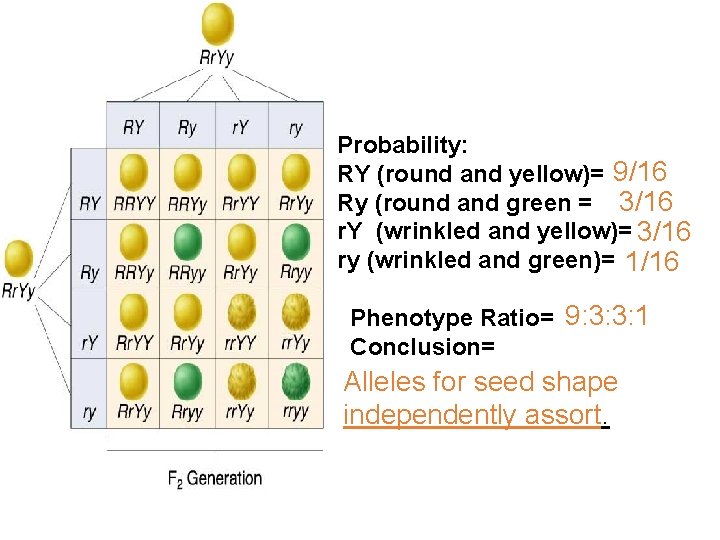 Section 11 -3 Probability: RY (round and yellow)= 9/16 Ry (round and green =