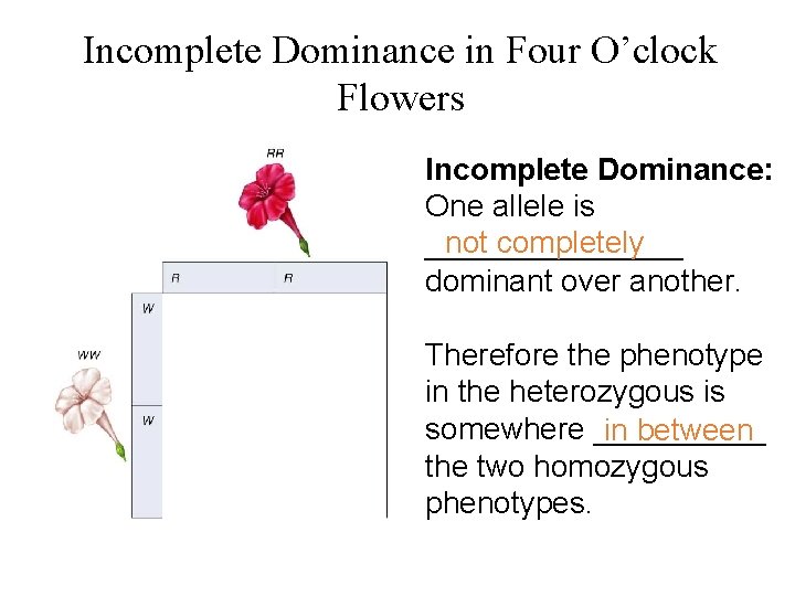 Incomplete Dominance in Four O’clock Flowers Incomplete Dominance: One allele is not completely ________