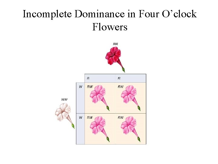 Incomplete Dominance in Four O’clock Flowers 