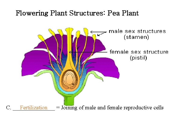 Flowering Plant Structures: Pea Plant C. ________ = Joining of male and female reproductive