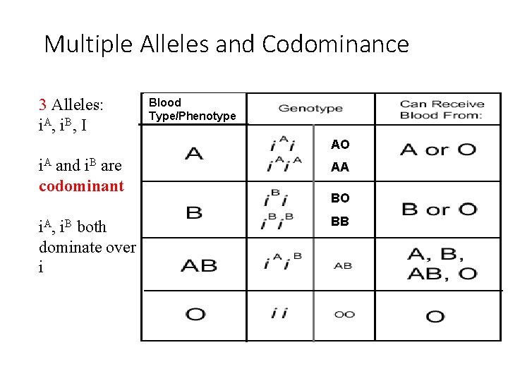 Multiple Alleles and Codominance 3 Alleles: i. A, i. B, I Blood Type/Phenotype AO