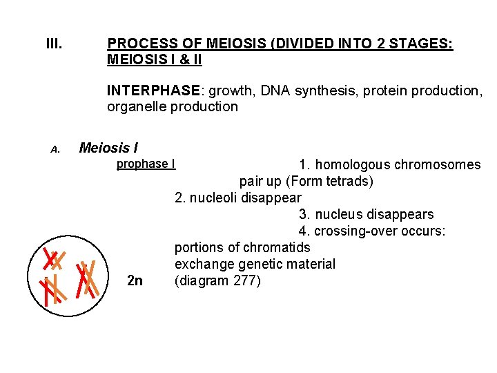 III. PROCESS OF MEIOSIS (DIVIDED INTO 2 STAGES: MEIOSIS I & II INTERPHASE: growth,