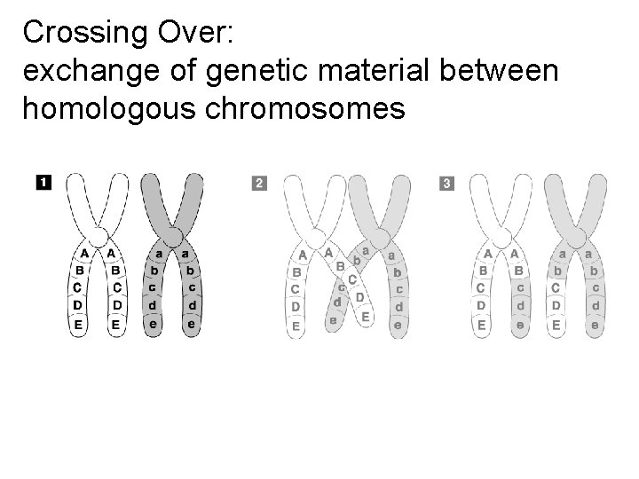 Crossing-Over Crossing Over: exchange of genetic material between homologous chromosomes Go to Section: 