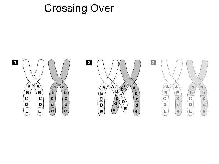 Crossing Over Go to Section: 