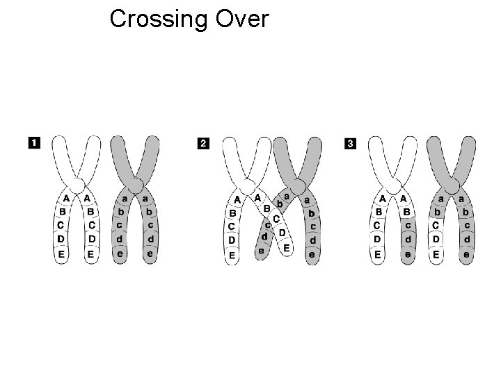 Crossing-Over Crossing Over Go to Section: 