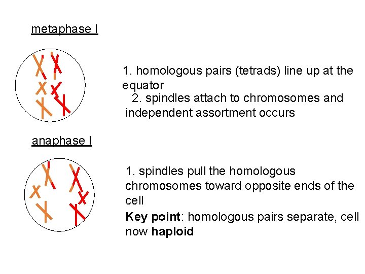 metaphase I 1. homologous pairs (tetrads) line up at the equator 2. spindles attach