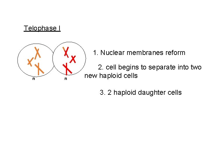  Telophase I 1. Nuclear membranes reform n 2. cell begins to separate into