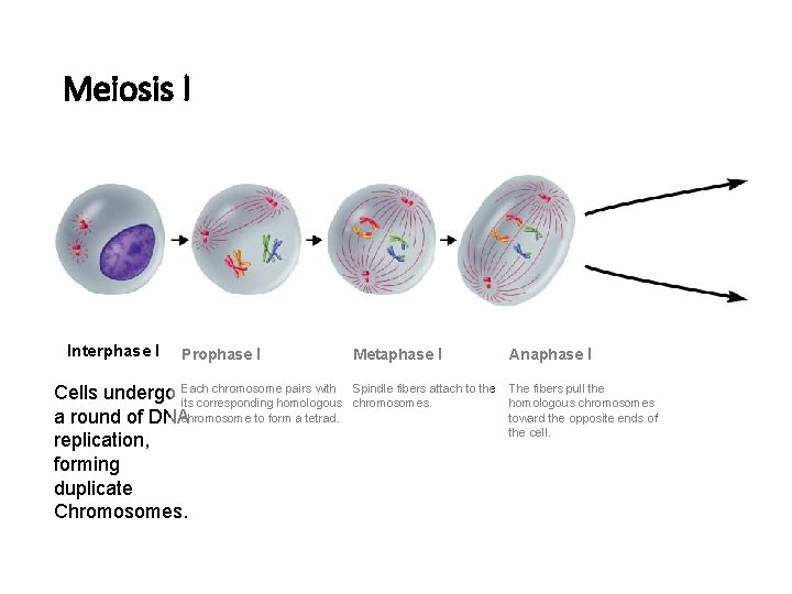 Figure 11 -15 Meiosis Section 11 -4 Meiosis I Interphase I Prophase I Cells