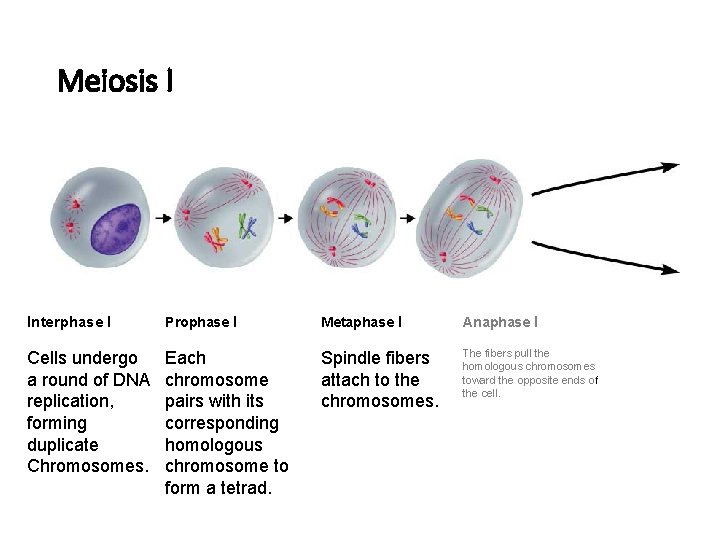 Figure 11 -15 Meiosis Section 11 -4 Meiosis I Interphase I Prophase I Metaphase