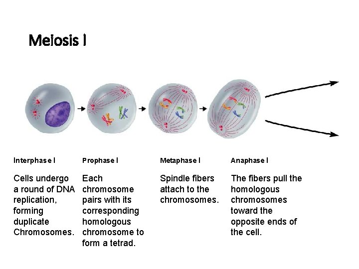 Figure 11 -15 Meiosis Section 11 -4 Meiosis I Interphase I Prophase I Metaphase