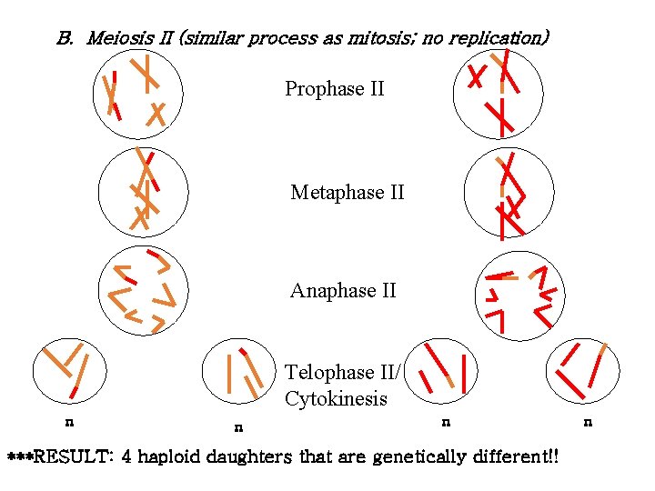 B. Meiosis II (similar process as mitosis; no replication) Prophase II Metaphase II Anaphase