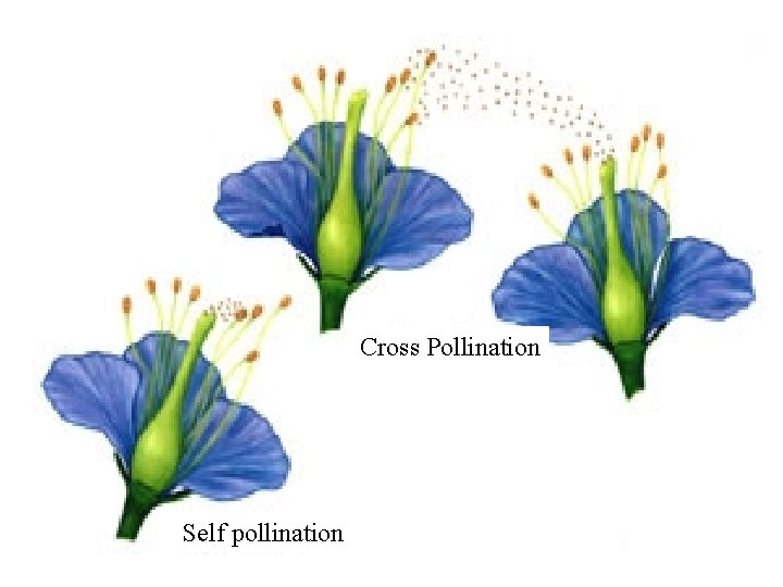 Cross Pollination Self pollination 