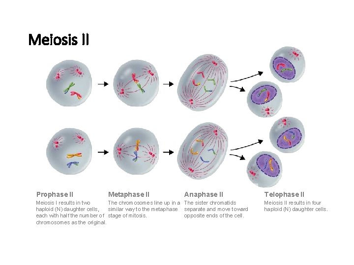 Figure 11 -17 Meiosis II Prophase II Metaphase II Anaphase II Meiosis I results