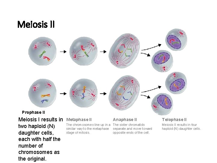 Figure 11 -17 Meiosis II Prophase II Meiosis I results in two haploid (N)