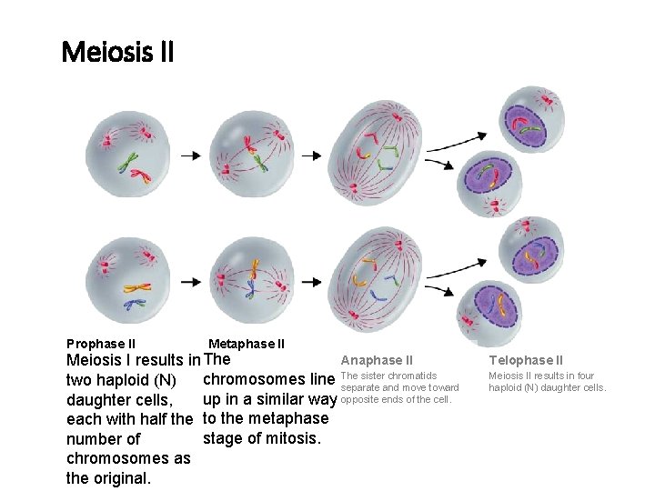 Meiosis II Section 11 -4 Prophase II Go to Section: Figure 11 -17 Meiosis