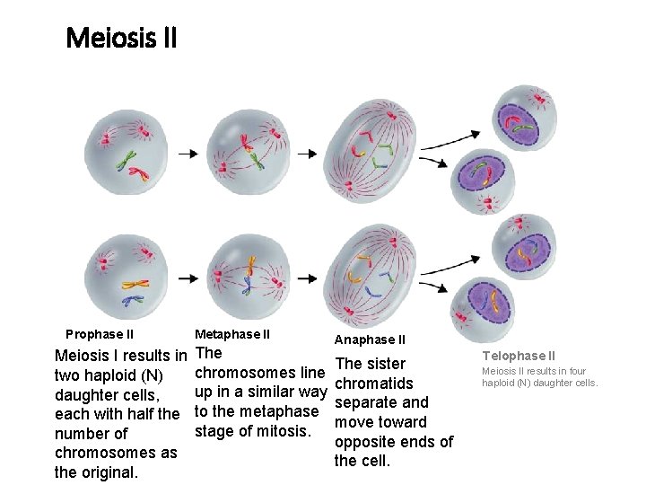 Meiosis II Figure 11 -17 Meiosis II Section 11 -4 Prophase II Metaphase II