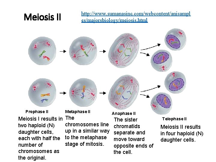 Meiosis II Section 11 -4 Prophase II Figure 11 -17 Meiosis II http: //www.