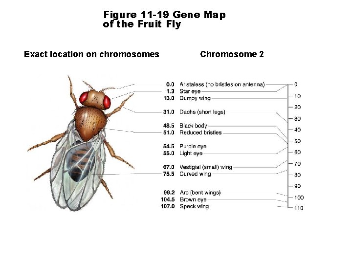 Figure 11 -19 Gene Map of the Fruit Fly Exact location on chromosomes Chromosome
