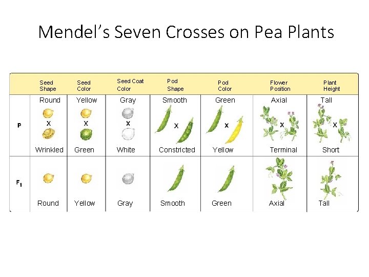 Figure 11 -3 Mendel’s Seven F 1 Crosses on Pea Plants Mendel’s Seven Crosses