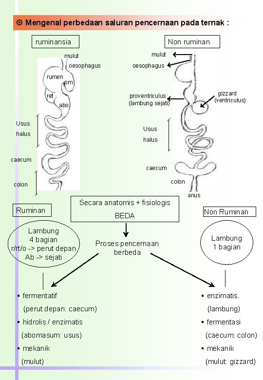  Mengenal perbedaan saluran pencernaan pada ternak : ruminansia Non ruminan mulut oesophagus rumen