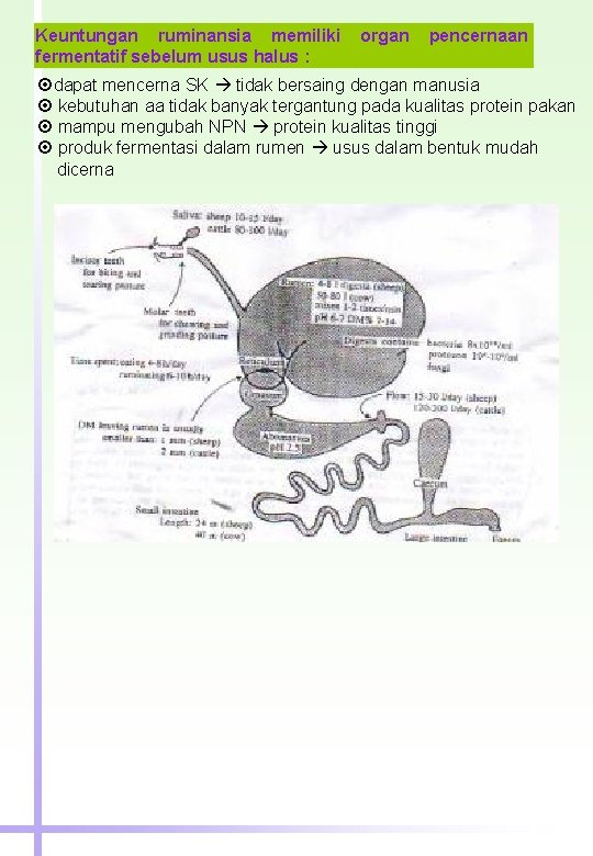 Keuntungan ruminansia memiliki fermentatif sebelum usus halus : organ pencernaan dapat mencerna SK tidak