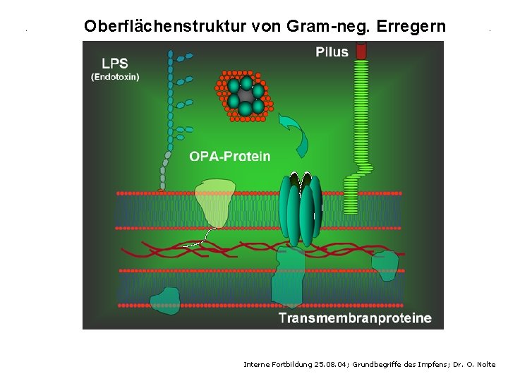 Oberflächenstruktur von Gram-neg. Erregern Interne Fortbildung 25. 08. 04; Grundbegriffe des Impfens; Dr. O.