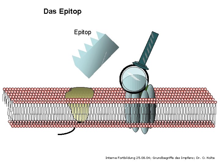 Das Epitop Interne Fortbildung 25. 08. 04; Grundbegriffe des Impfens; Dr. O. Nolte 