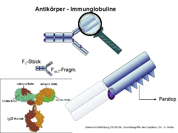 Antikörper - Immunglobuline Fc-Stück Fab 2 -Fragm. Paratop Interne Fortbildung 25. 08. 04; Grundbegriffe