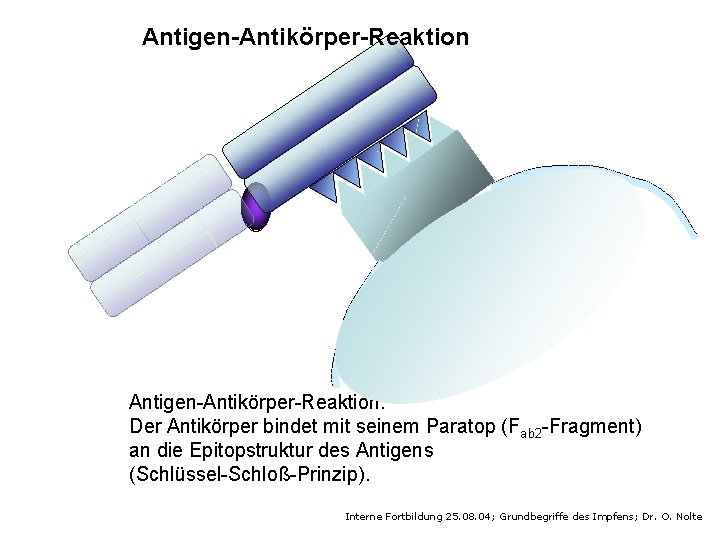 Antigen-Antikörper-Reaktion: Der Antikörper bindet mit seinem Paratop (Fab 2 -Fragment) an die Epitopstruktur des