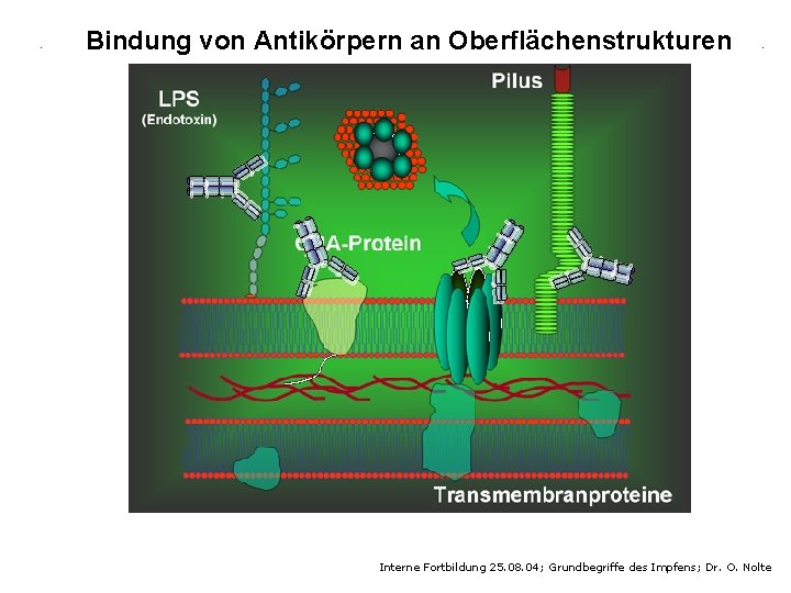 Bindung von Antikörpern an Oberflächenstrukturen Interne Fortbildung 25. 08. 04; Grundbegriffe des Impfens; Dr.