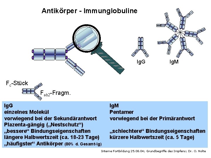 Antikörper - Immunglobuline Ig. G Ig. M Fc-Stück Fab 2 -Fragm. Ig. G einzelnes