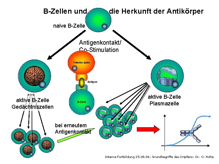 B-Zellen und die Herkunft der Antikörper naive B-Zelle Antigenkontakt/ Co-Stimulation aktive B-Zelle Plasmazelle aktive