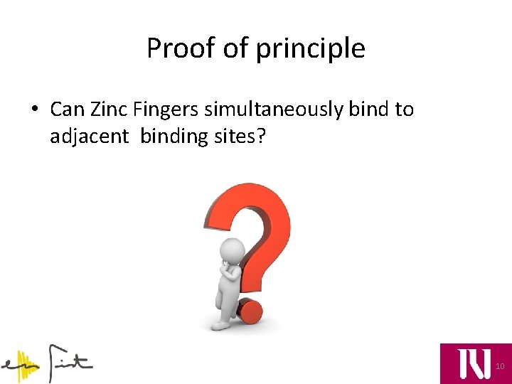 Proof of principle • Can Zinc Fingers simultaneously bind to adjacent binding sites? 10