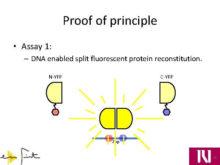 Proof of principle • Assay 1: – DNA enabled split fluorescent protein reconstitution. N-YFP