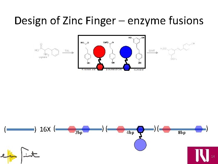 Design of Zinc Finger – enzyme fusions TAL ( ) 16 X ( OMT
